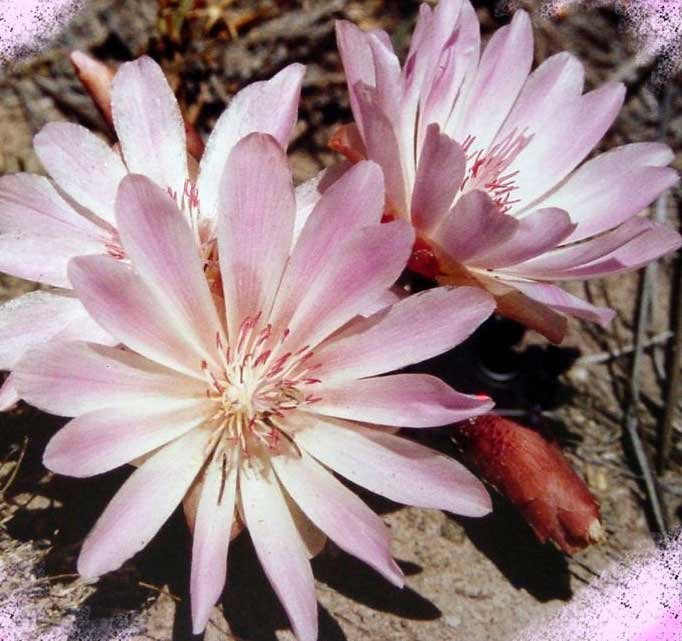 Bitterroot Flowers    